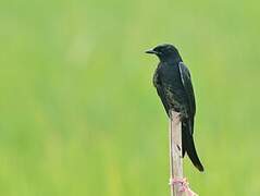 Black Drongo