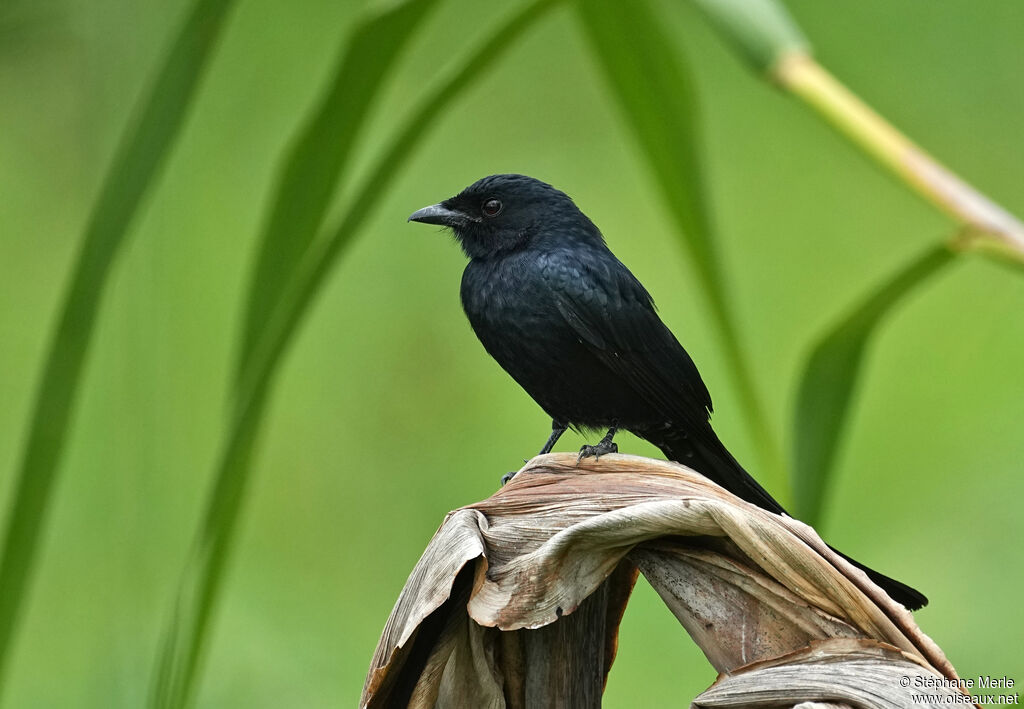 Drongo royal