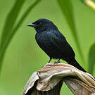 Drongo royal
