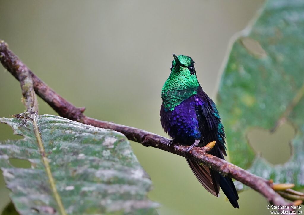 Crowned Woodnymph male adult