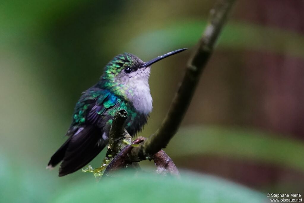 Crowned Woodnymph female adult