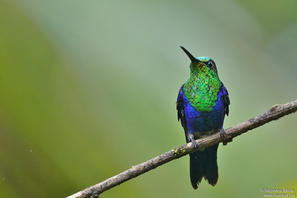 Crowned Woodnymph male adult