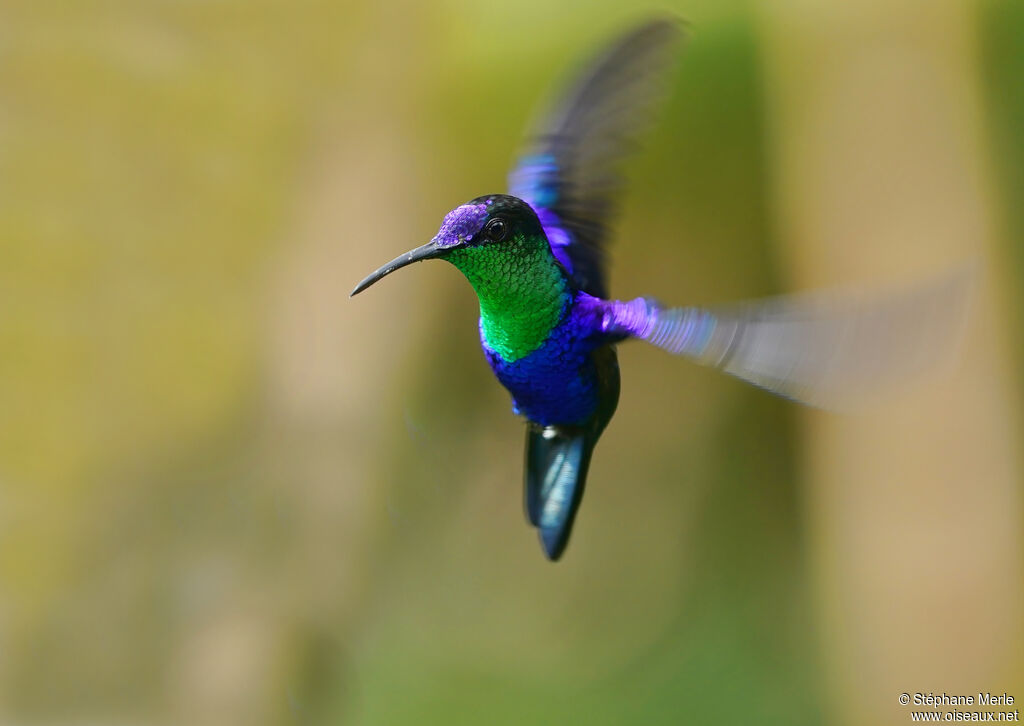 Crowned Woodnymph male adult