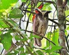 Crested Owl