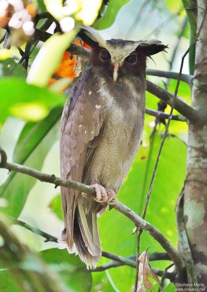 Crested Owladult