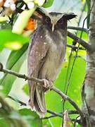 Crested Owl