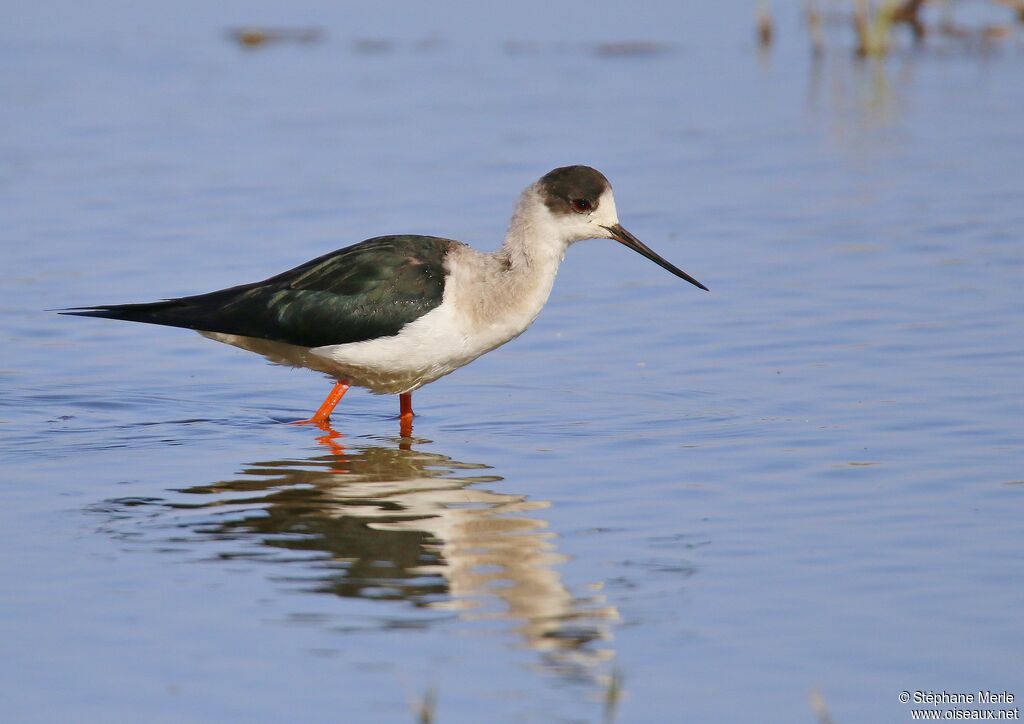 Black-winged Stilt male adult