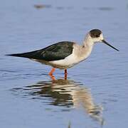 Black-winged Stilt