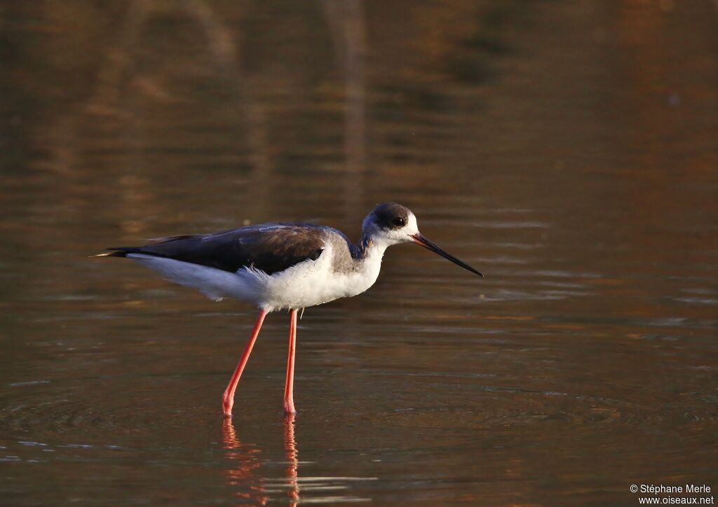 Black-winged Stiltadult