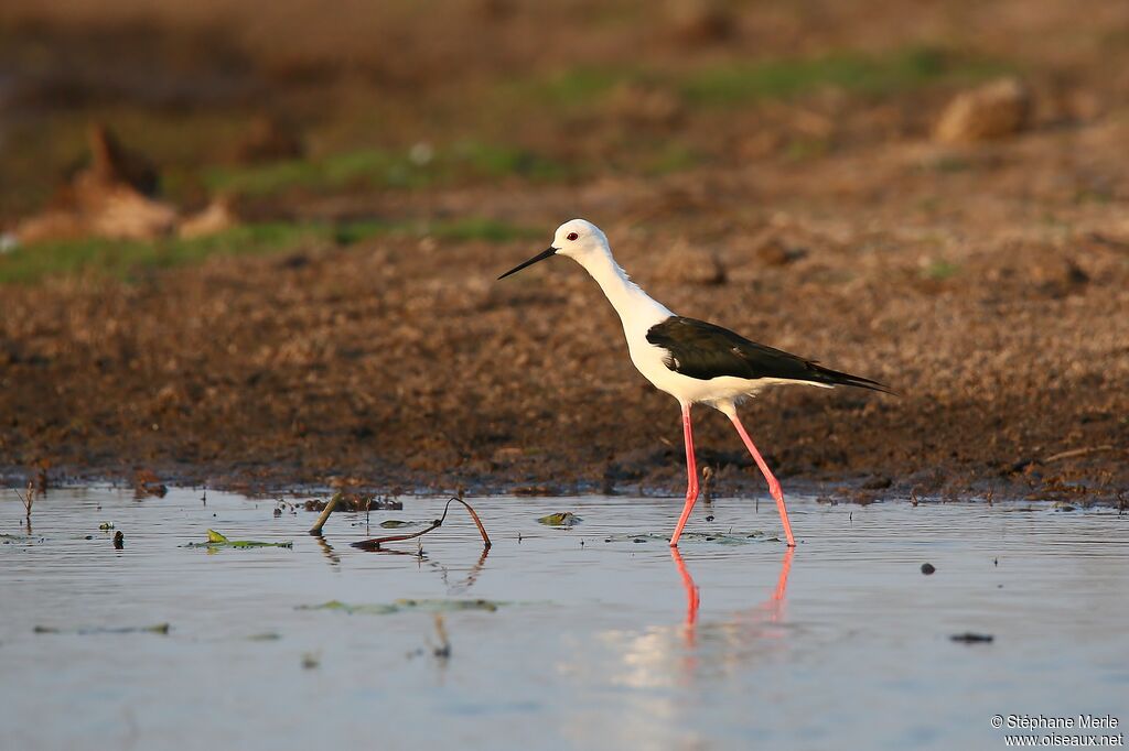 Black-winged Stilt