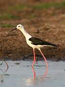 Black-winged Stilt