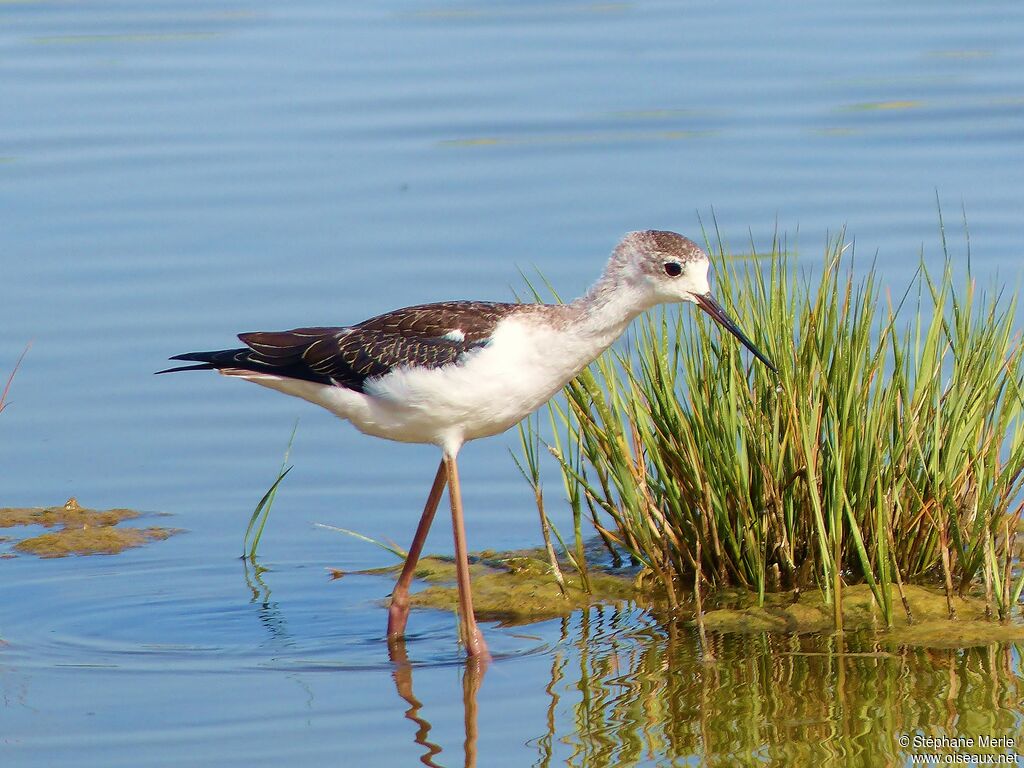 Black-winged Stiltjuvenile