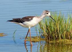 Black-winged Stilt