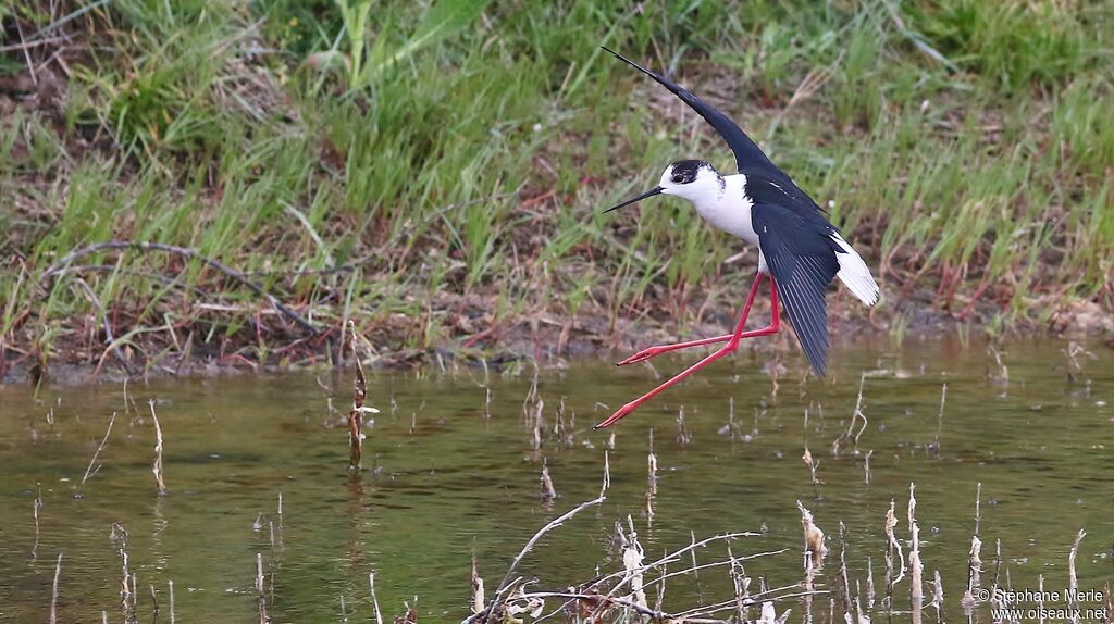 Black-winged Stiltadult