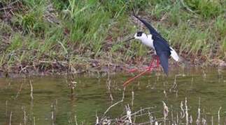 Black-winged Stilt