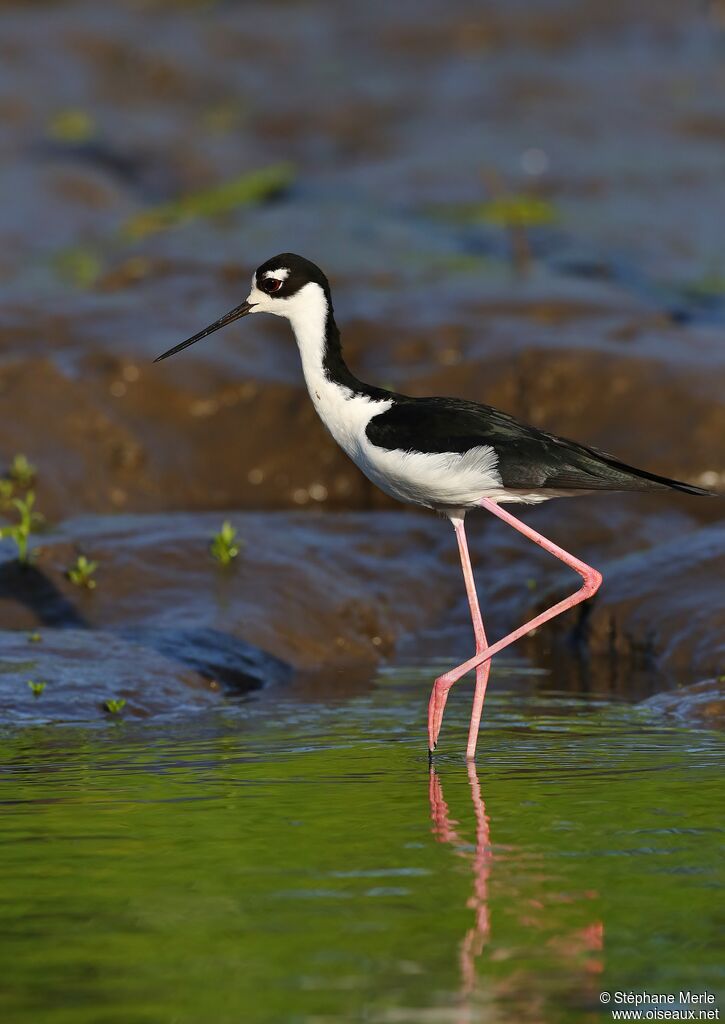 Black-necked Stiltadult