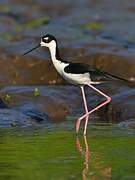 Black-necked Stilt