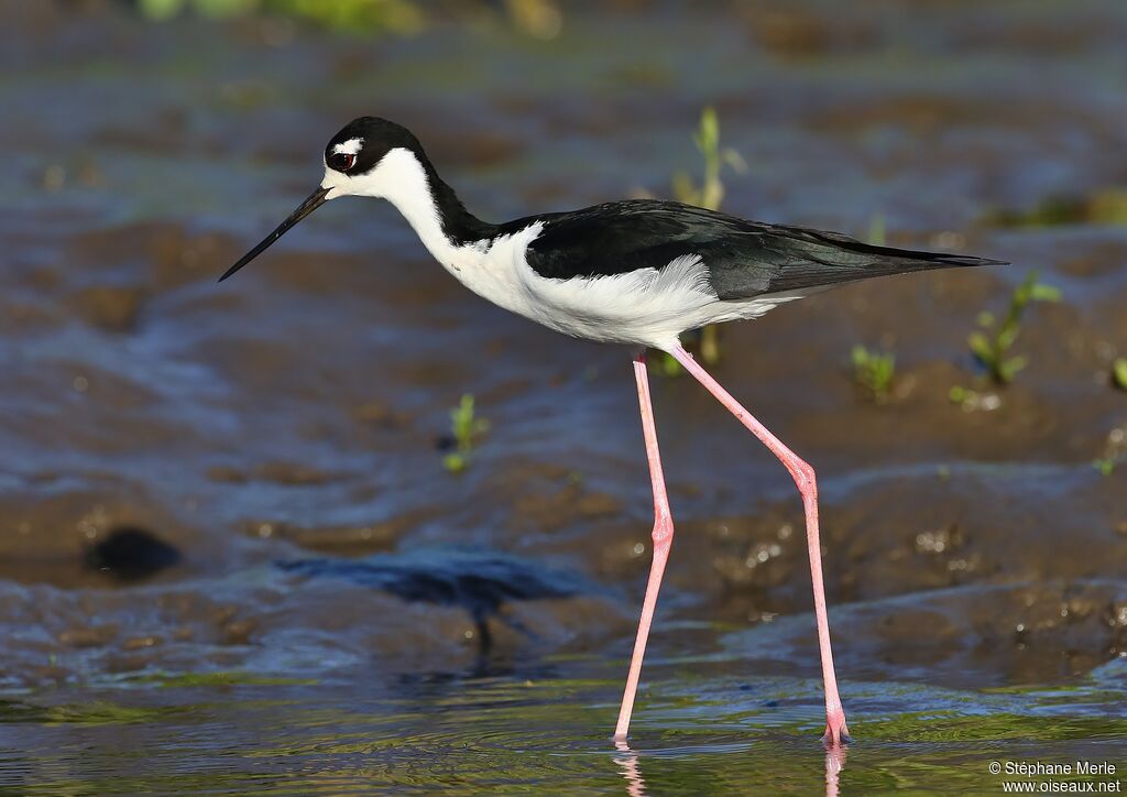 Black-necked Stilt