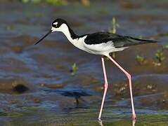 Black-necked Stilt