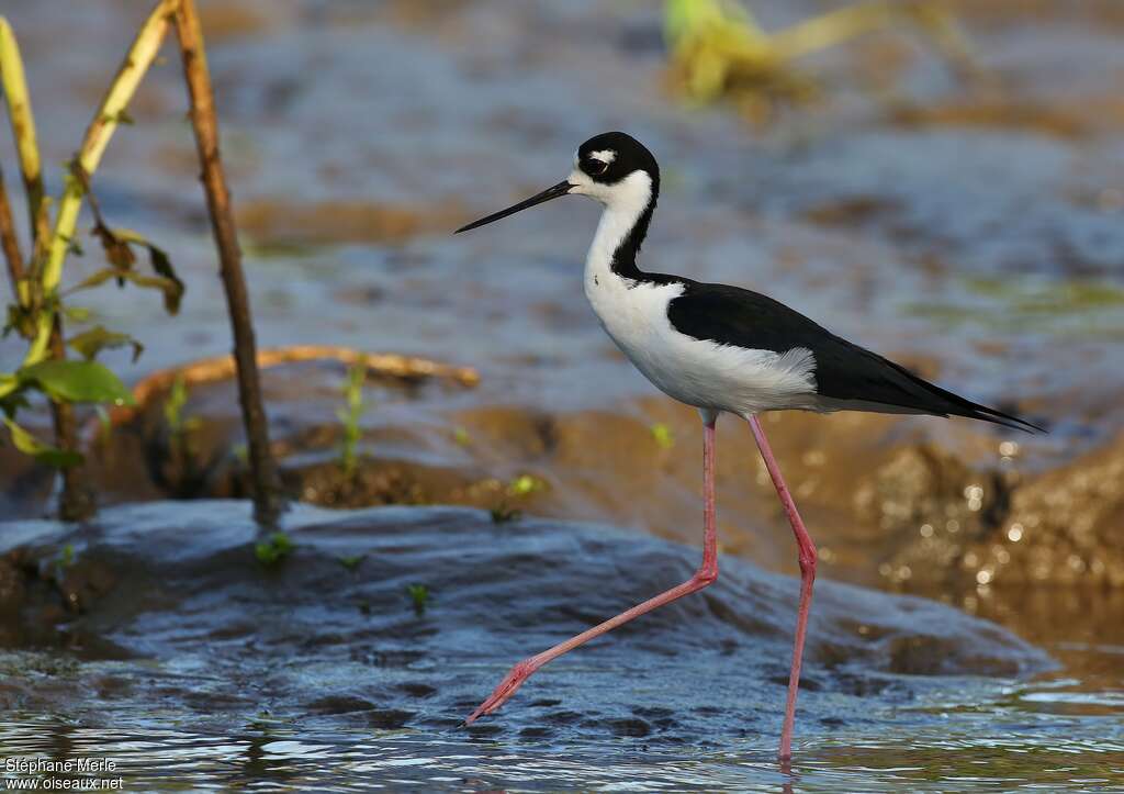 Échasse d'Amériqueadulte, identification