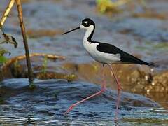 Black-necked Stilt