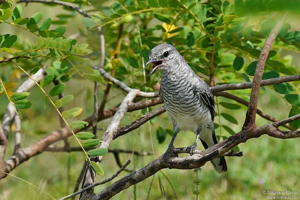 Black-headed Cuckooshrike female adult