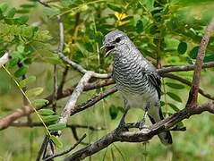 Black-headed Cuckooshrike