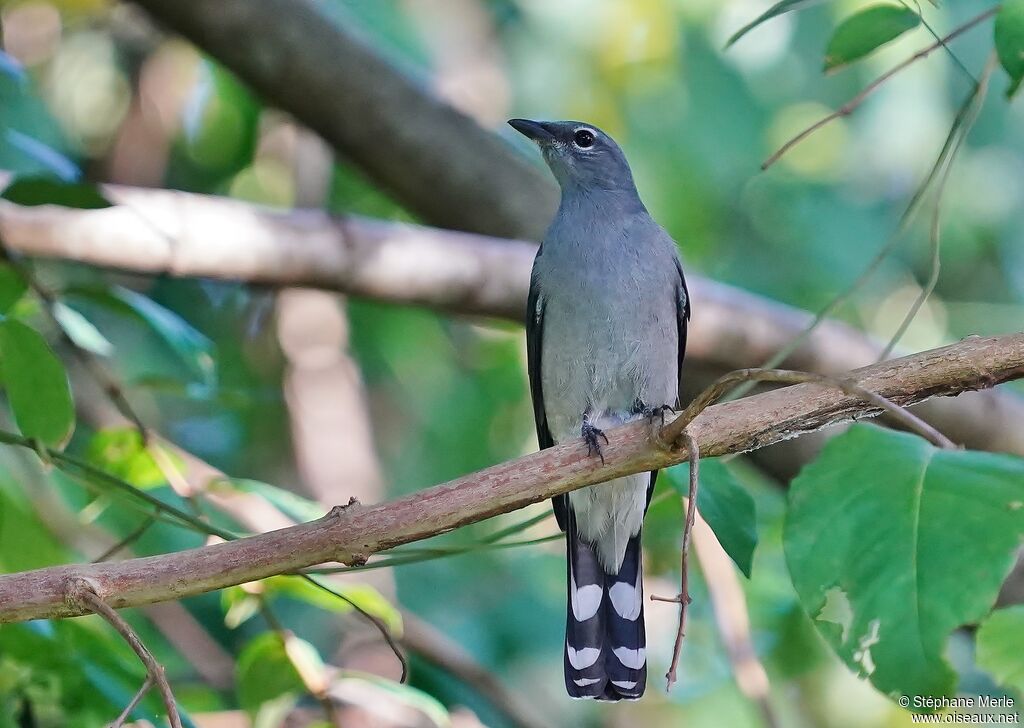 Black-winged Cuckooshrikeadult