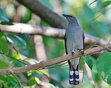 Black-winged Cuckooshrike