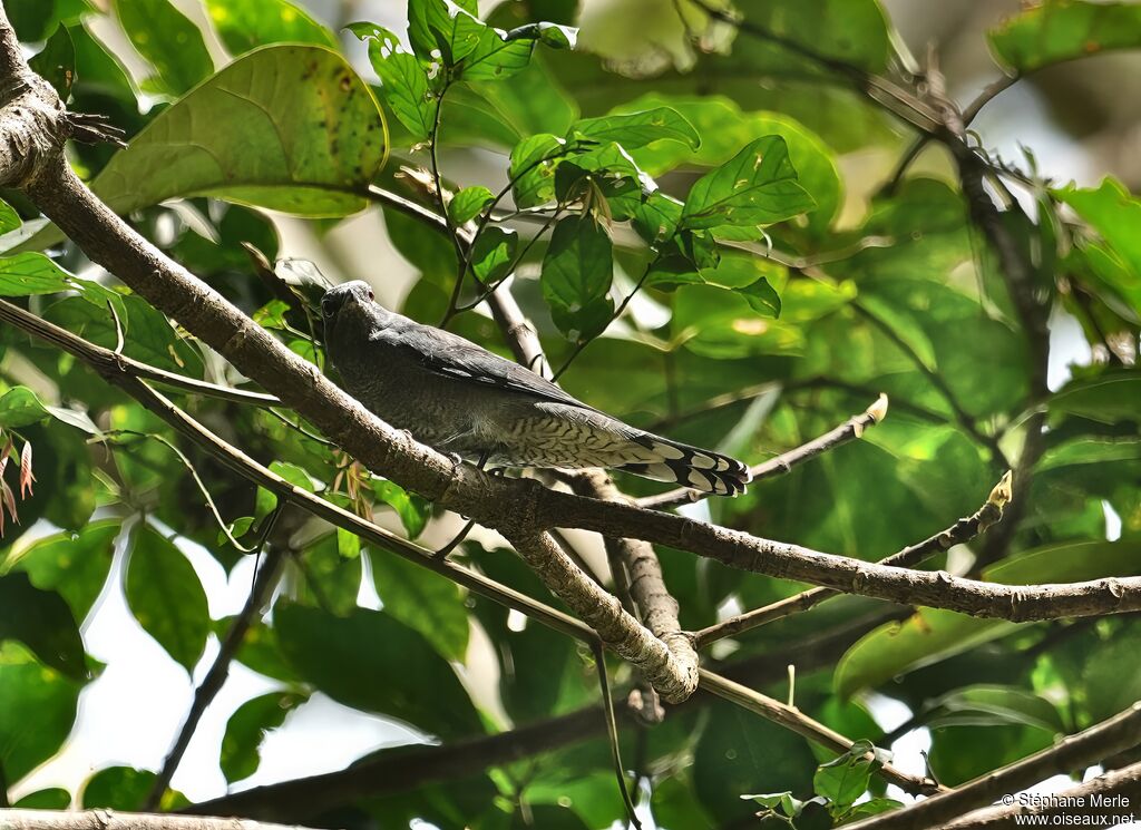 Échenilleur ardoisé