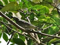 Échenilleur ardoisé