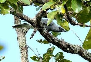 Échenilleur de Macé