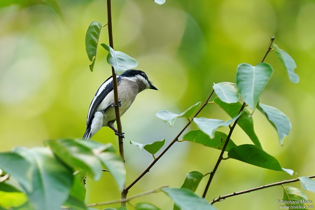 Bar-winged Flycatcher-shrikeadult