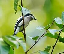 Bar-winged Flycatcher-shrike