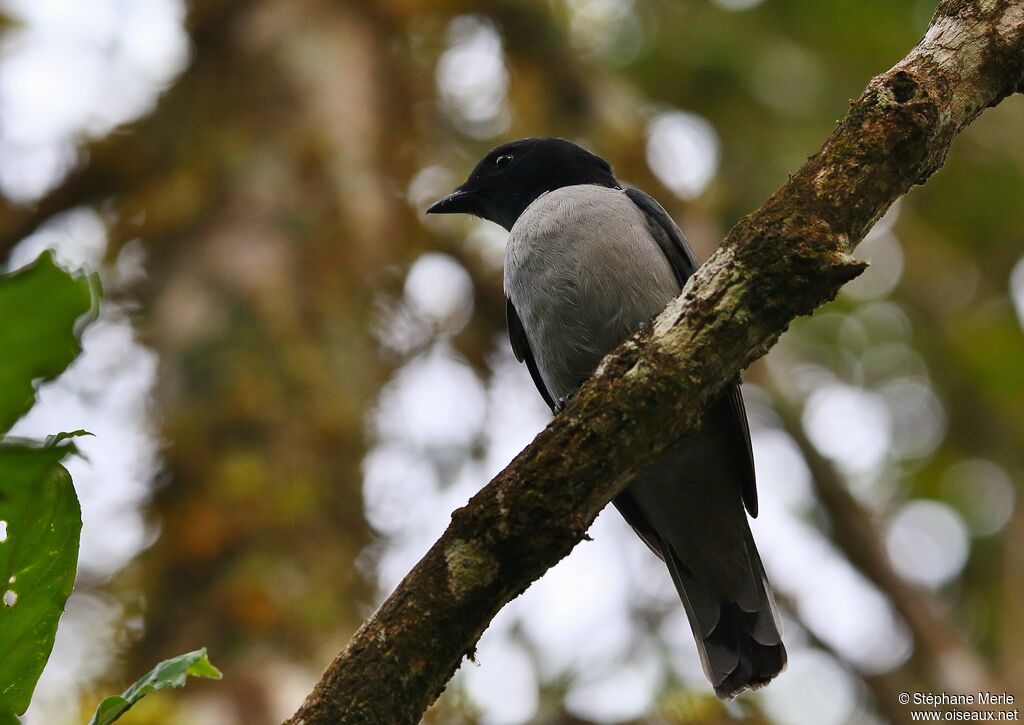 Madagascar Cuckooshrikeadult