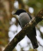 Madagascar Cuckooshrike