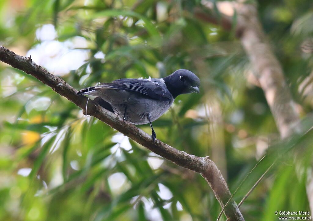 Madagascar Cuckooshrikeadult