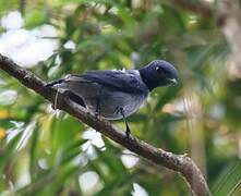 Madagascan Cuckooshrike