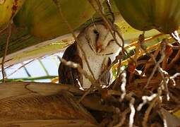 Western Barn Owl