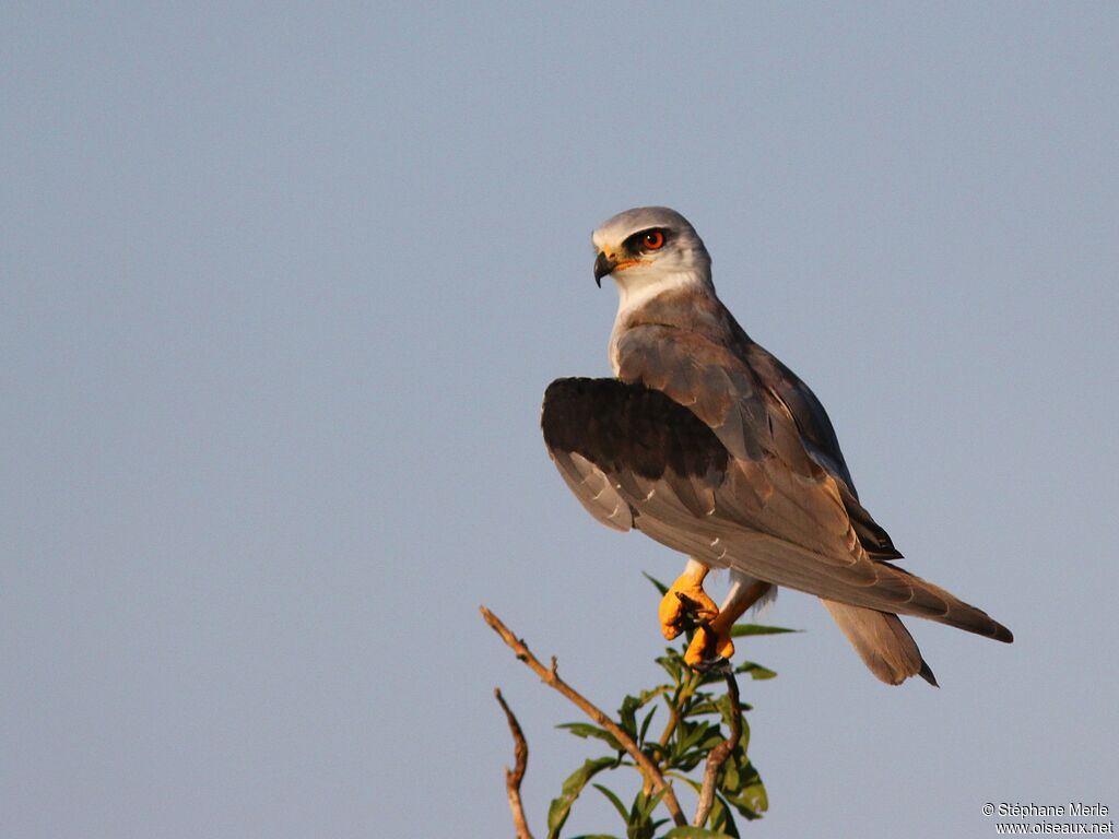 Black-winged Kiteadult