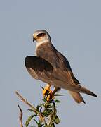 Black-winged Kite