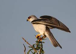 Black-winged Kite