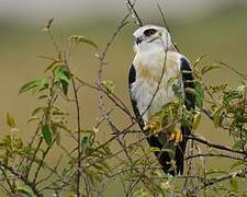 Black-winged Kite