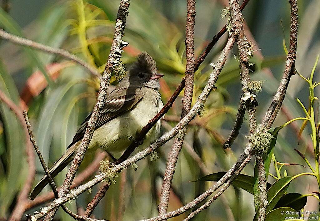 Yellow-bellied Elaeniaadult