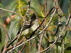 Yellow-bellied Elaenia