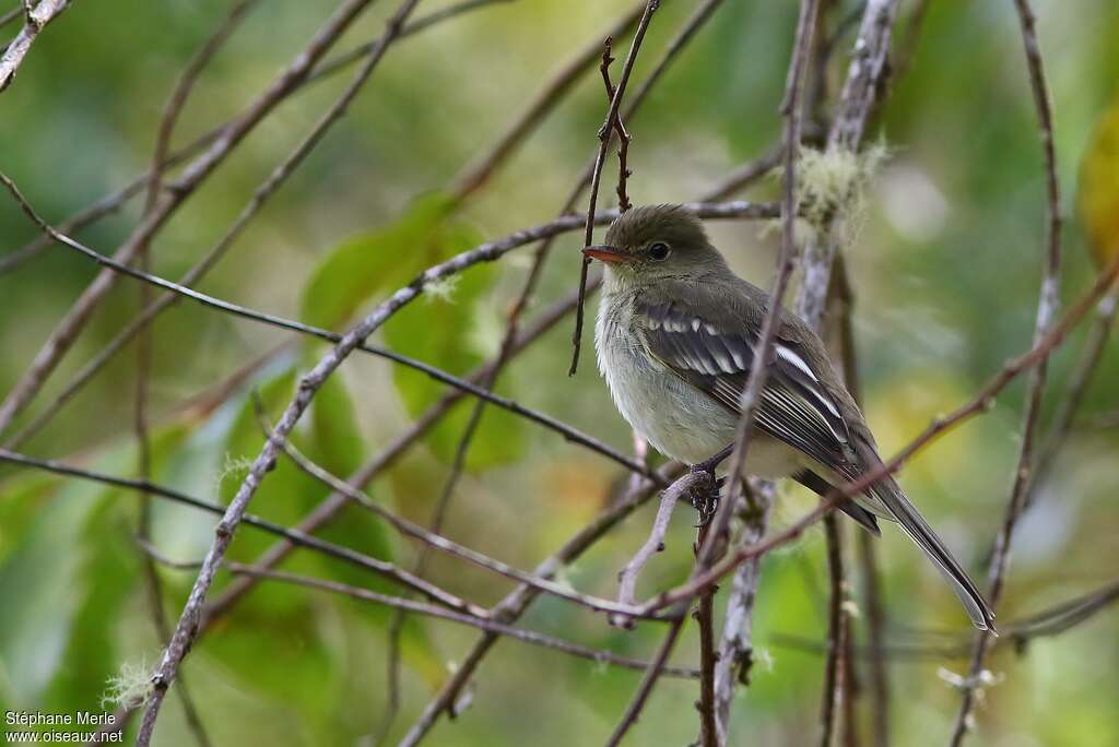 Mountain Elaeniaadult, identification