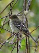 Mountain Elaenia