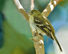 Mountain Elaenia