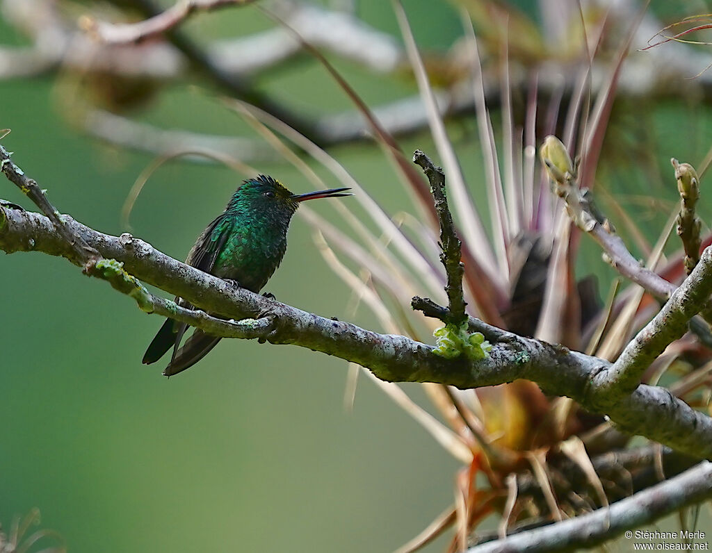 Red-billed Emerald male adult