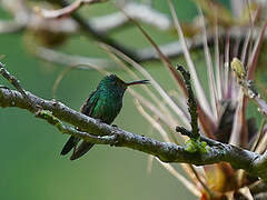 Red-billed Emerald